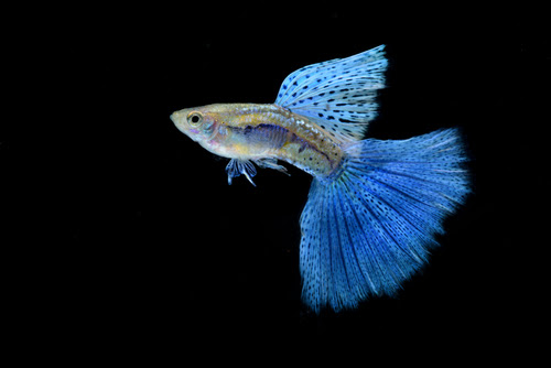 大人気グッピーの種類 ブルーグラス 価格や寿命は 熱帯魚 淡水魚 海水魚の図鑑