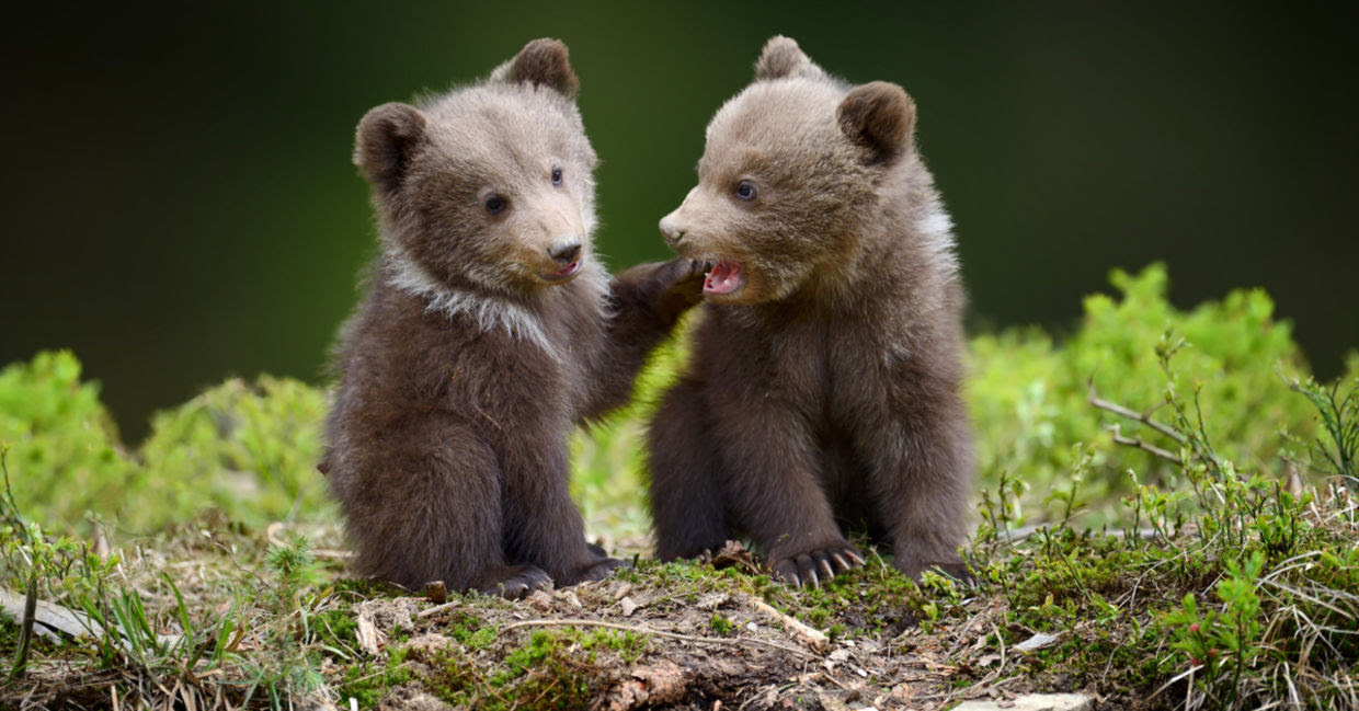 11 Fun Facts About Baby Animals To Make You Smile Goodnet