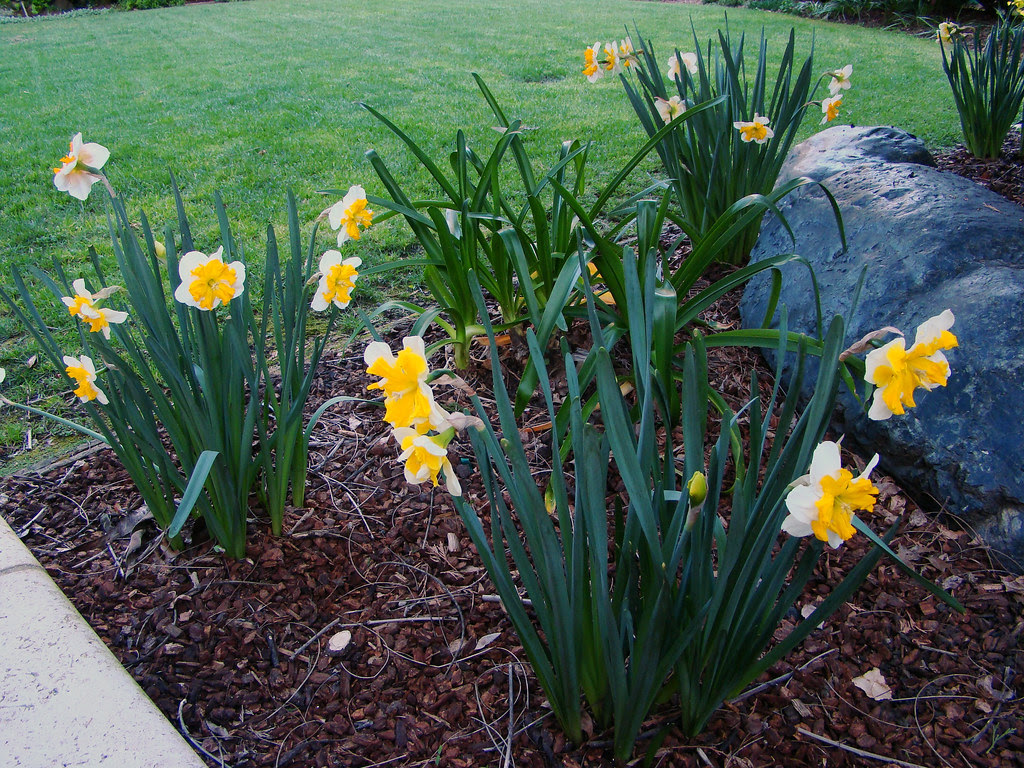 DSC05189 flat cup narcissus