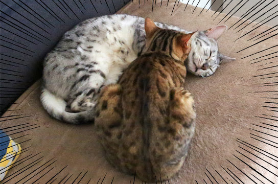 猫でモフモフしたいのは人間だけじゃない ベンガル猫ブログ ねこちん 猫とオッサンの賃貸生活