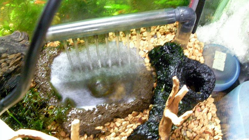 雑記 鴨 更なる広さを求めてカニ水槽を一回り大きくしてみた