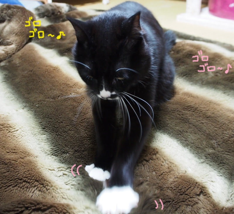 ねこちゃんのふみふみのおはなし