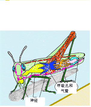 昆虫是有心没肺吗