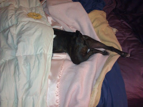 Steeeeve is starting to figure out blankets...