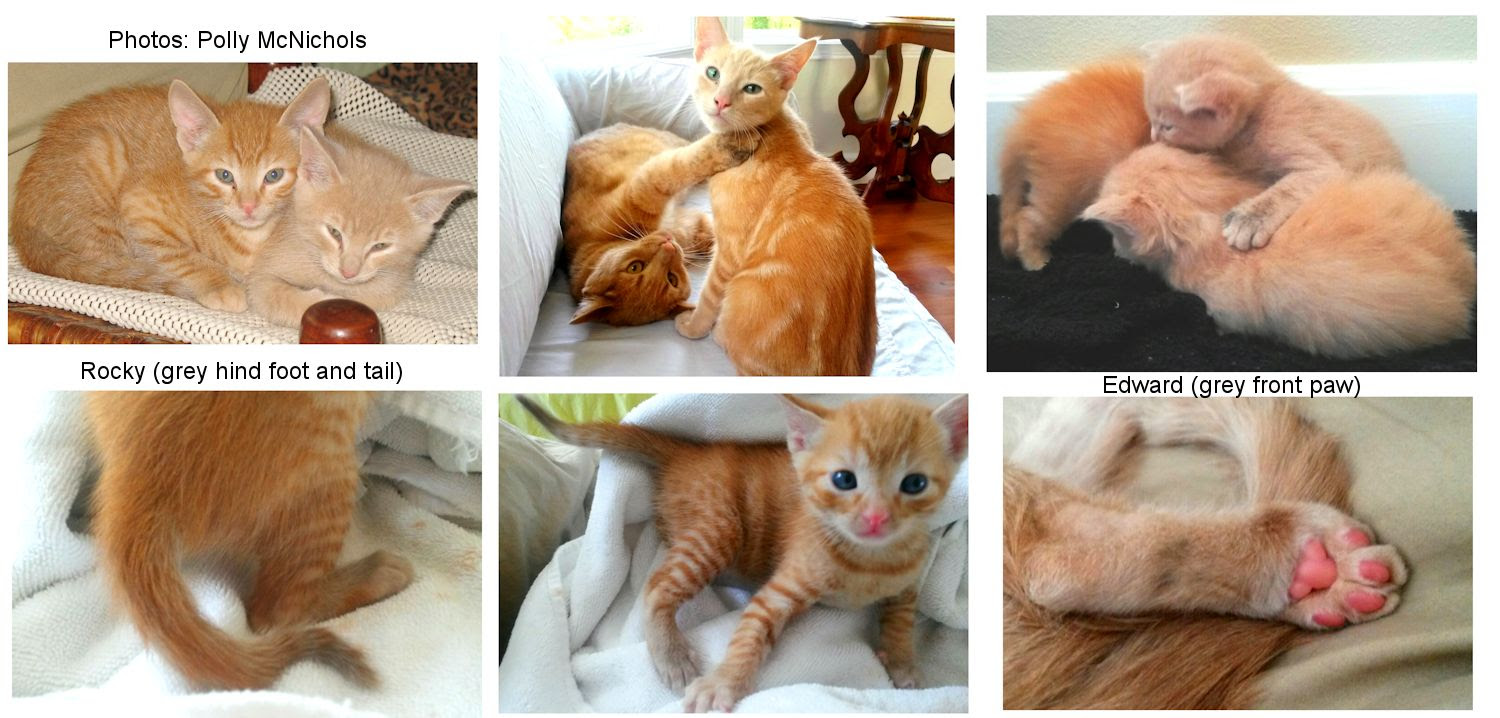 Red On Blue Tabbies Pseudo Cinnamon