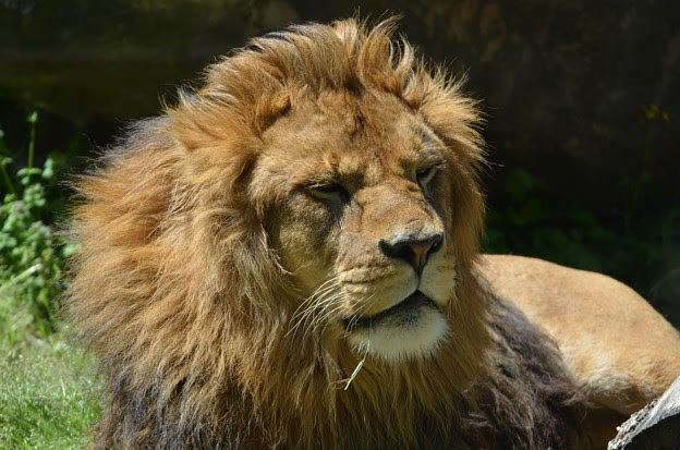 ライオン かっこいい 写真共有サイト フォト蔵