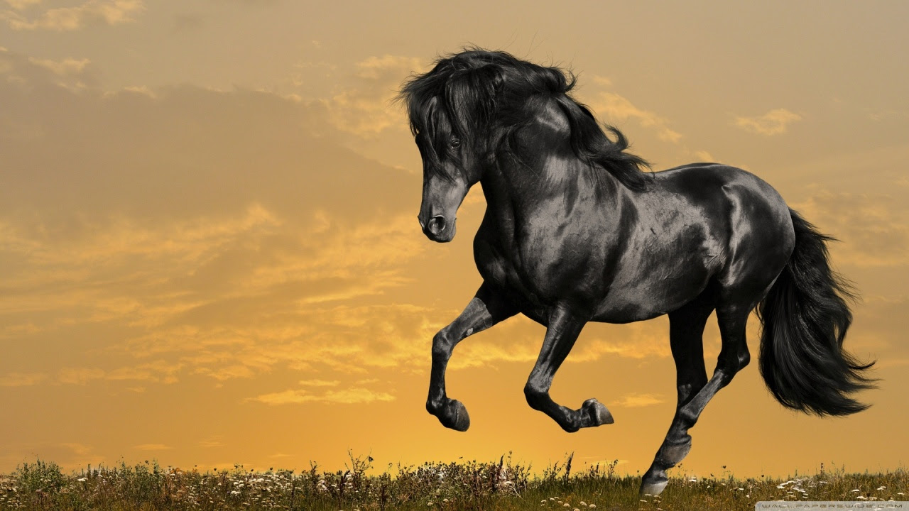 Black Horse Running UHD Desktop Wallpaper for 4K Ultra HD TV