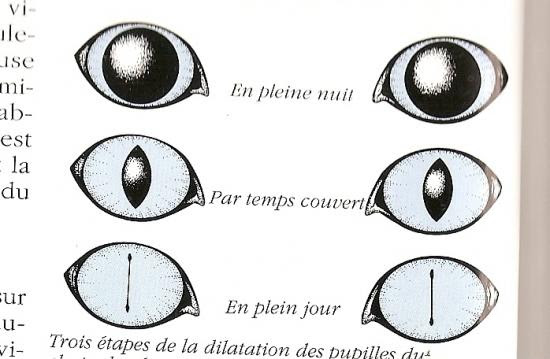 Leur Pupille Les Chats