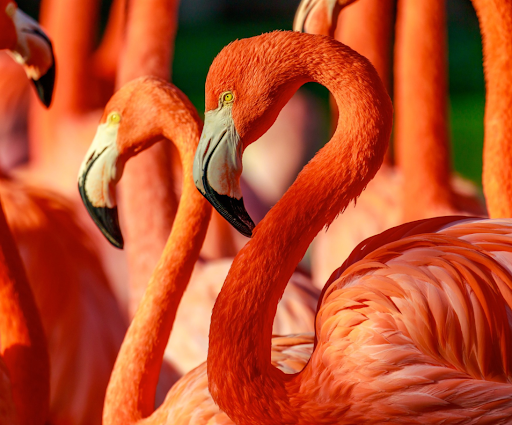 Zoo Animals List Top 10