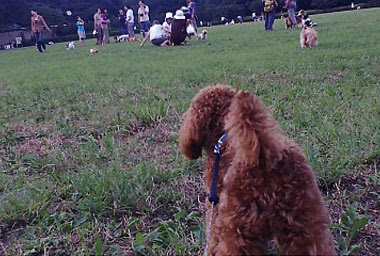 井の頭公園 犬の散歩 Quadrophenia