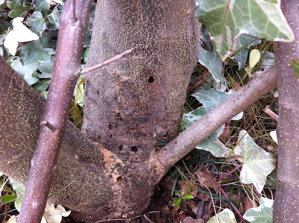 たぶんオリーブの木に害虫がいるな 自称週末ファーマーの菜園ブログ