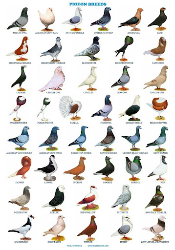 Types of Pigeons List: Discover the Fascinating Varieties