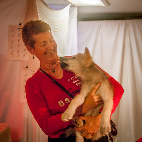 arctic wolf pup