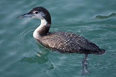 008004-IMG_9361 Great Northern Diver (Gavia immer)