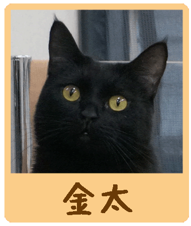 Cat Cafe にゃんこと