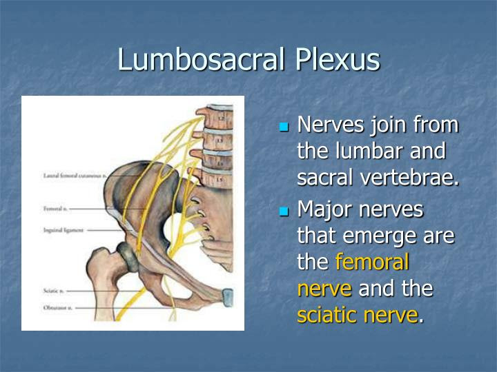 PPT - PNS & Senses Ch. 14 & 15 PowerPoint Presentation ...