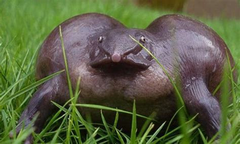 gambar binatang aneh  dunia arsmymages