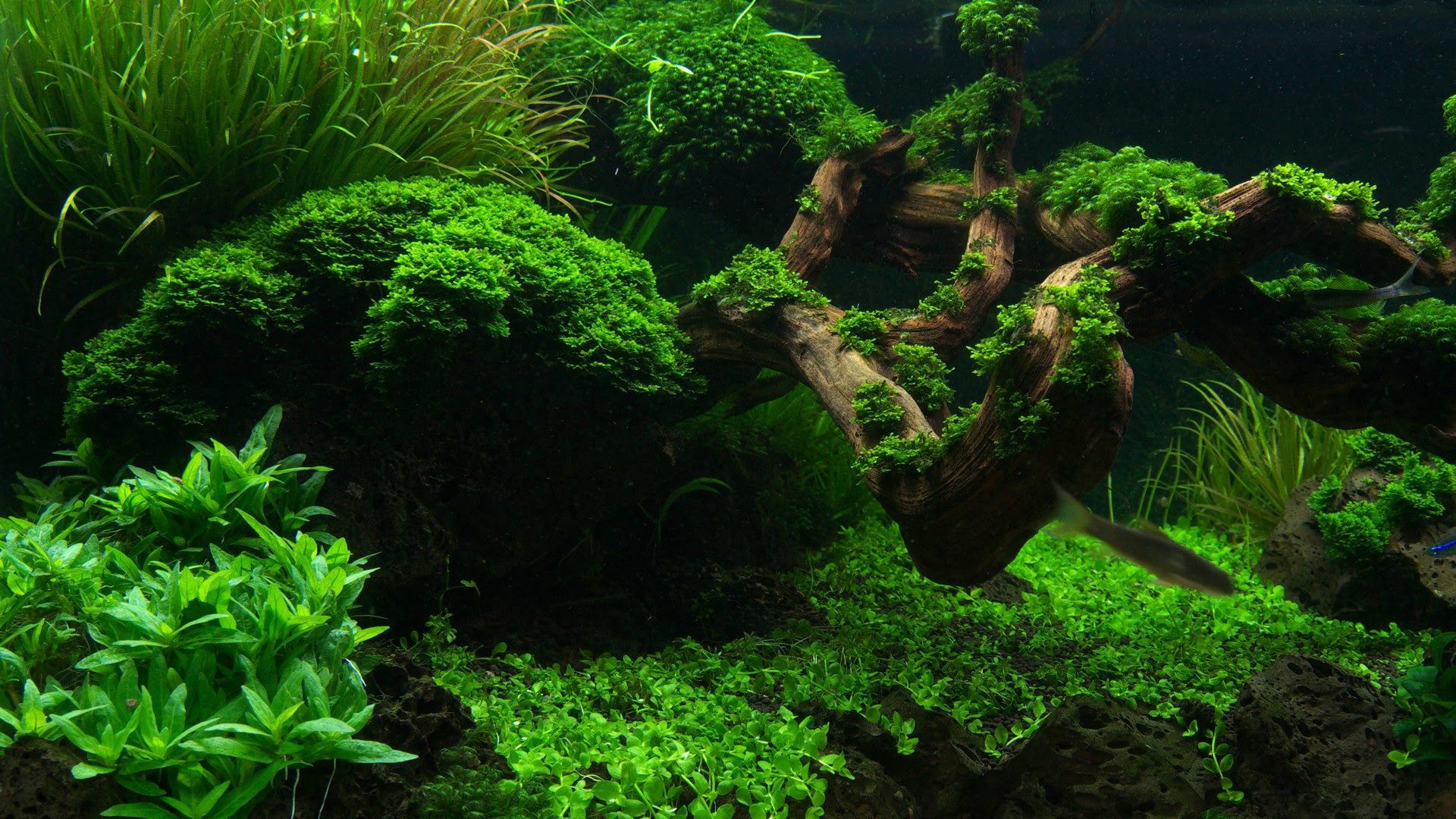 Riccardia Monte Fissidens Diving Deep The Planted Tank Forum