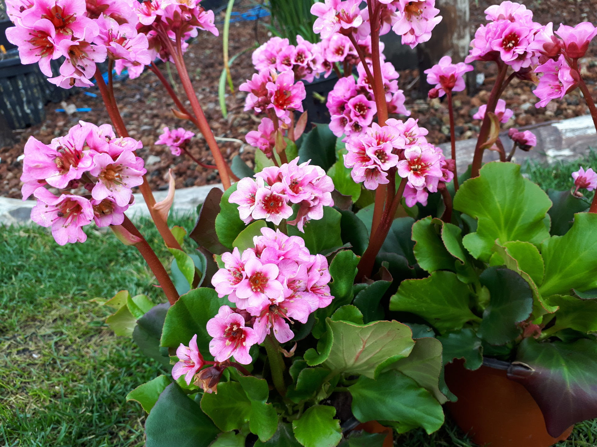 19 marzo 2018 Bergenia cordifolia il fiore di
