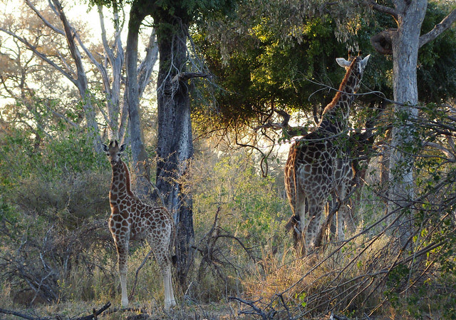 DSC09028 Mama and Baby Giraffe