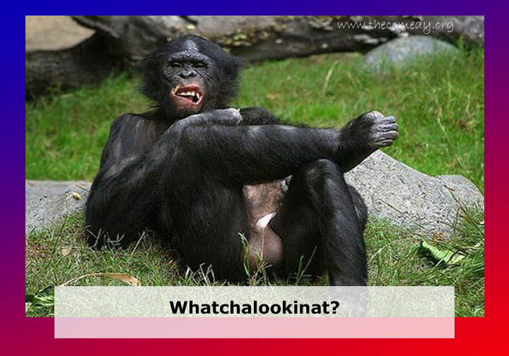 funny quotes about animals. Posted in funny animals,