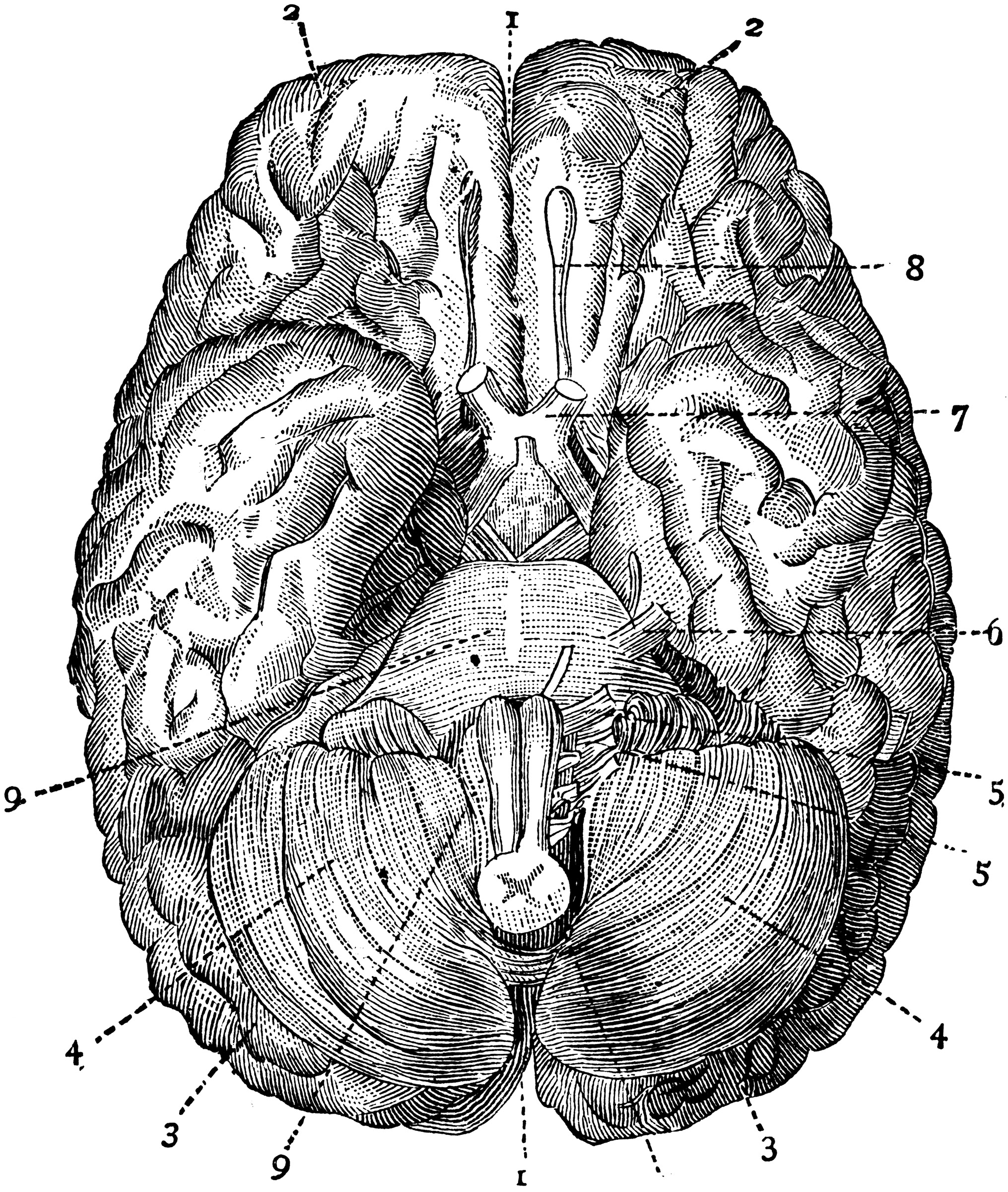Brain Seen from Below | ClipArt ETC
