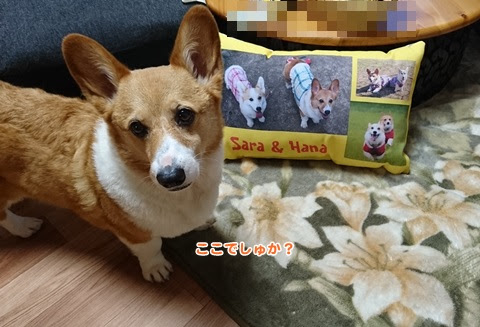 さらとはろんｗｉｔｈはな コーギーdayori コーギーまくら