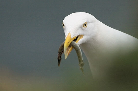 Les Oiseaux Du Bord De Mer