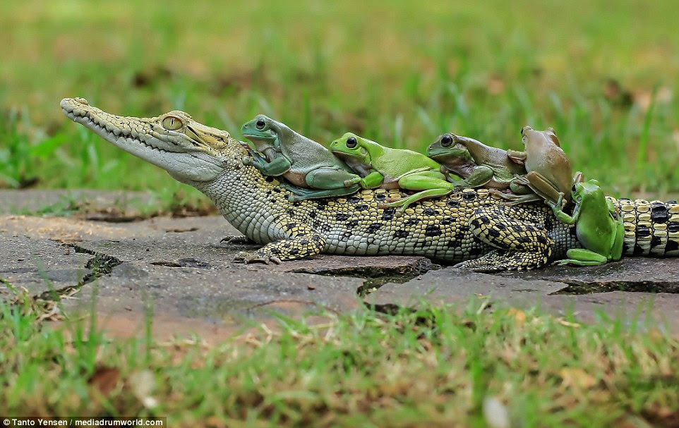 The final frog could be seen helping one of its friends, by pushing up its back legs so it could hop on the caiman's back