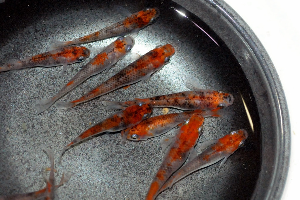 上物 朱赤三色錦透明鱗メダカのご紹介 L メダカ屋 猫飯 ねこまんま 稻田魚 Oryzias Killifish