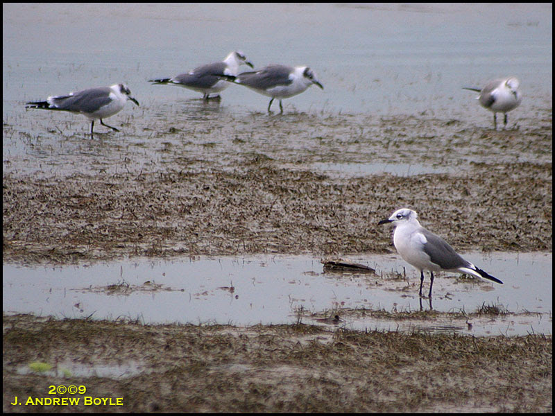 Laughing Gull