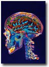 Brain