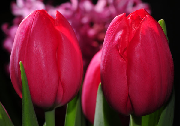 full bloom