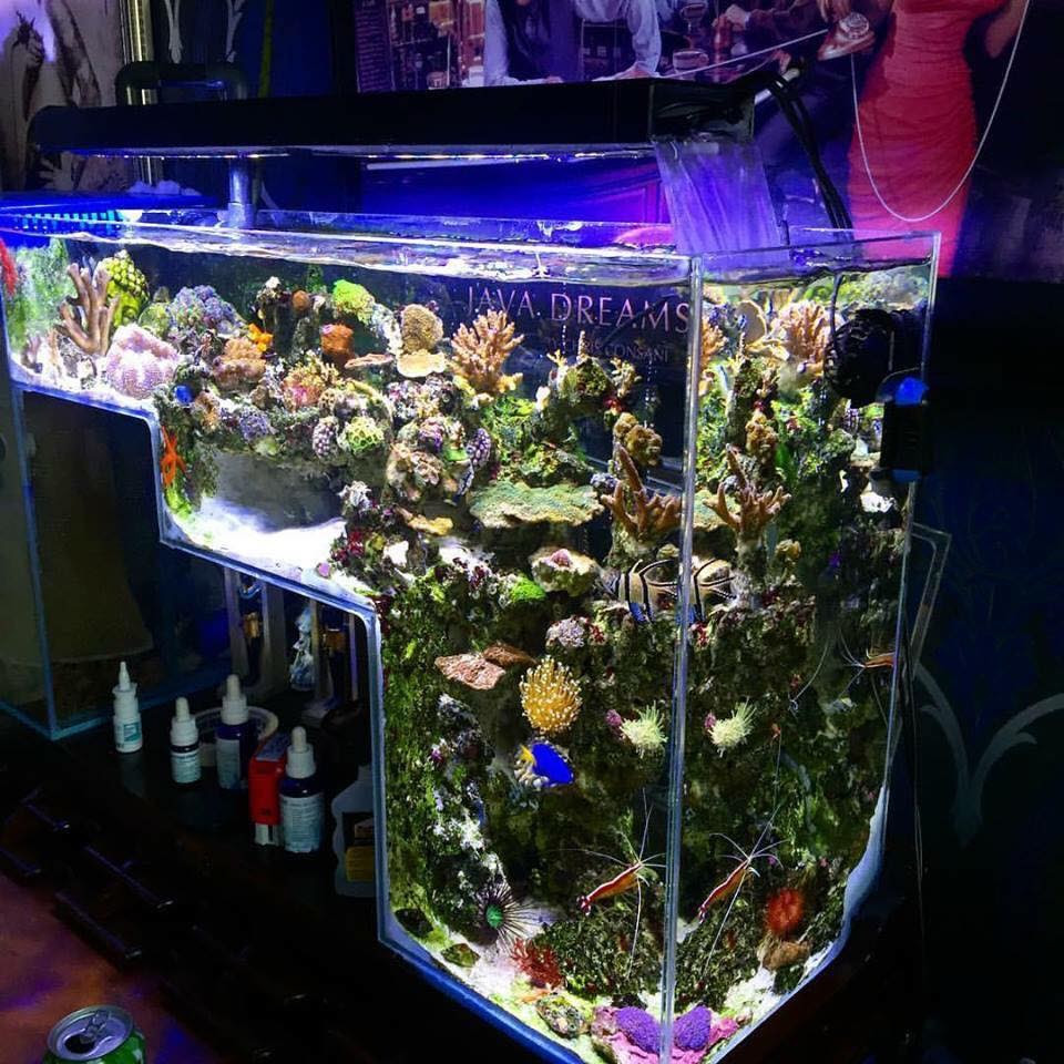 おさしみ速報 画像 費用５万円で作ったという海水水槽