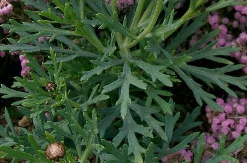 フランスギク 仏蘭西菊 キク科フランスギク属 草津温泉 草津スカイランドホテル 公式