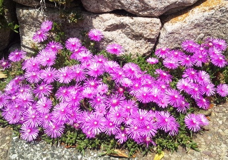 道端の紫の花 日本の路 旅のこと