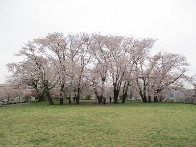 都筑区センター北の桜の名所 八幡山公園の桜 が見ごろ うちの街 都筑