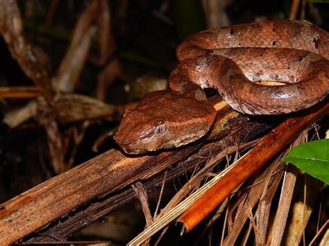fakta taman nasional ujung kulon habitat badak jawa leuser
