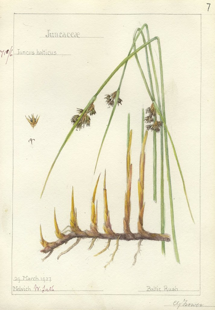 Juncus balticus 1927