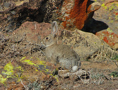 desert cottontail