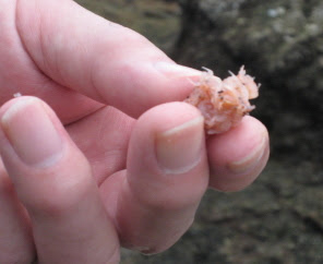 グレトル釣法とは