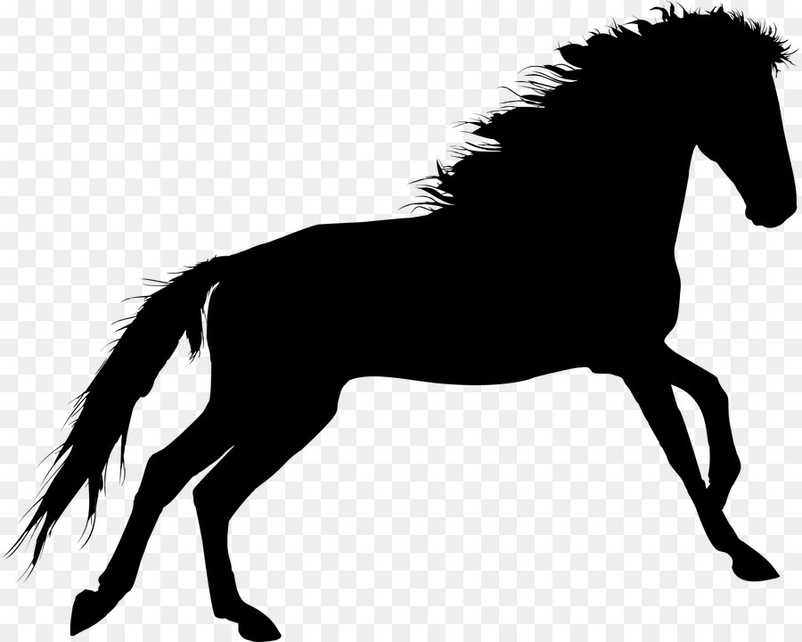 Mustang Stallion Pony American Saddlebred Rearing Mustang Png Download 513 645 Free Transparent Mustang Png Download Clip Art Library
