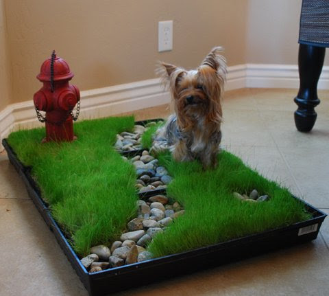 ... Potty Pads, and Fake Grass, Oh My!: A Potty Training Rant | The Dog