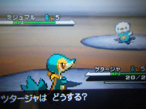 色違いツタージャ オレサマなミラクルな 楽天ブログ