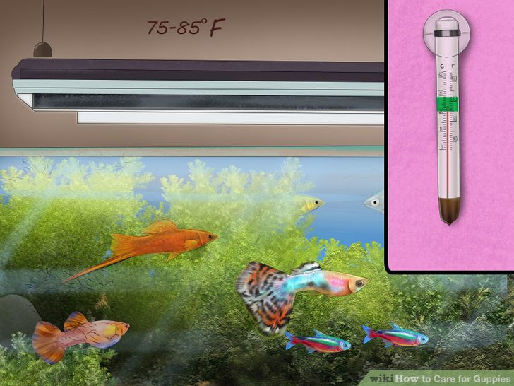 Care for Guppies Step 3 Version 2.jpg