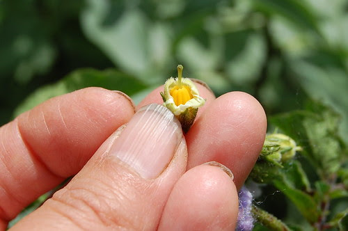Potato hand-pollination 2