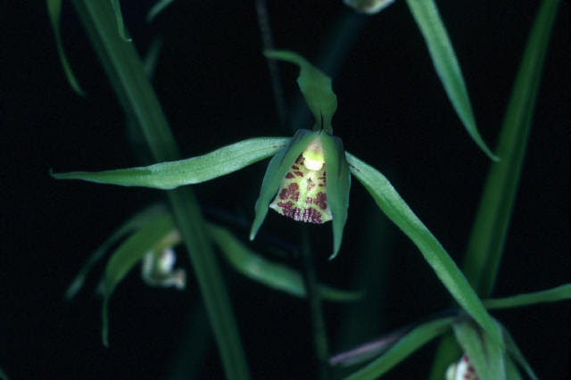 カンラン ラン科 対馬植物図鑑
