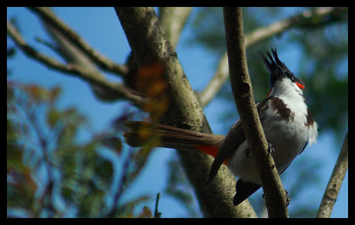 Bulbul