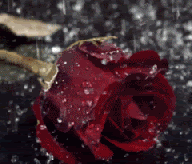 rose rain Pictures, Images and Photos