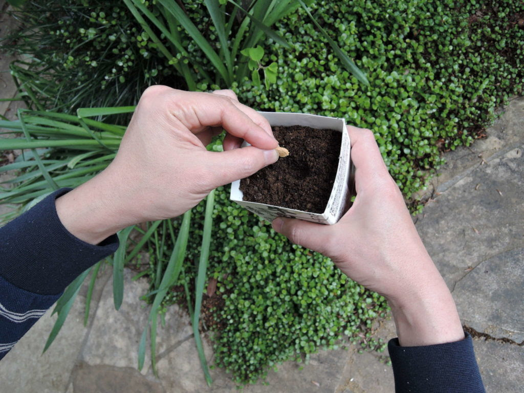 ツルレイシの観察１ 4年 公式 川口市立辻小学校